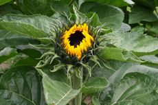Sonnenblume_0087.jpg